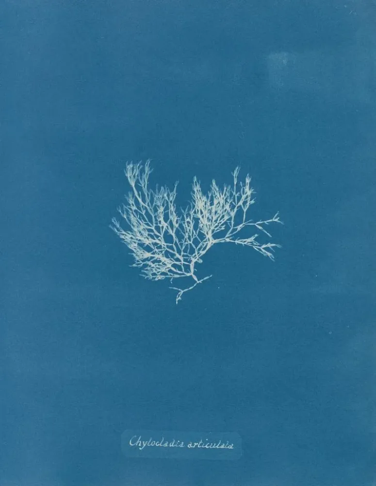 Maalaus Chylocladia articulé - Anna Atkins | Taidetuloste