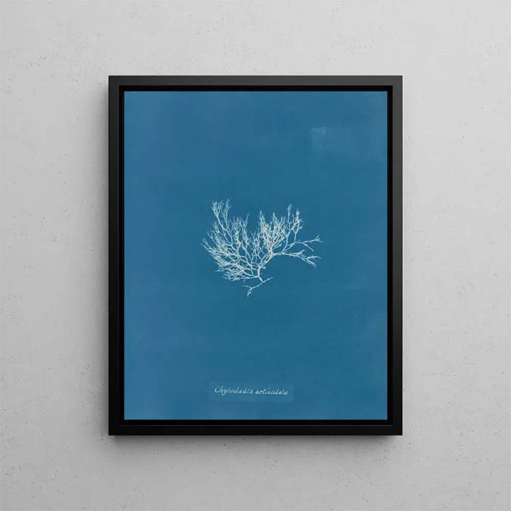 Maalaus Chylocladia articulé - Anna Atkins | Taidetuloste