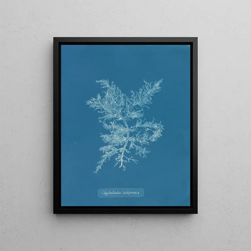 Maalaus Chylocladia califormis - Anna Atkins | Taidetuloste