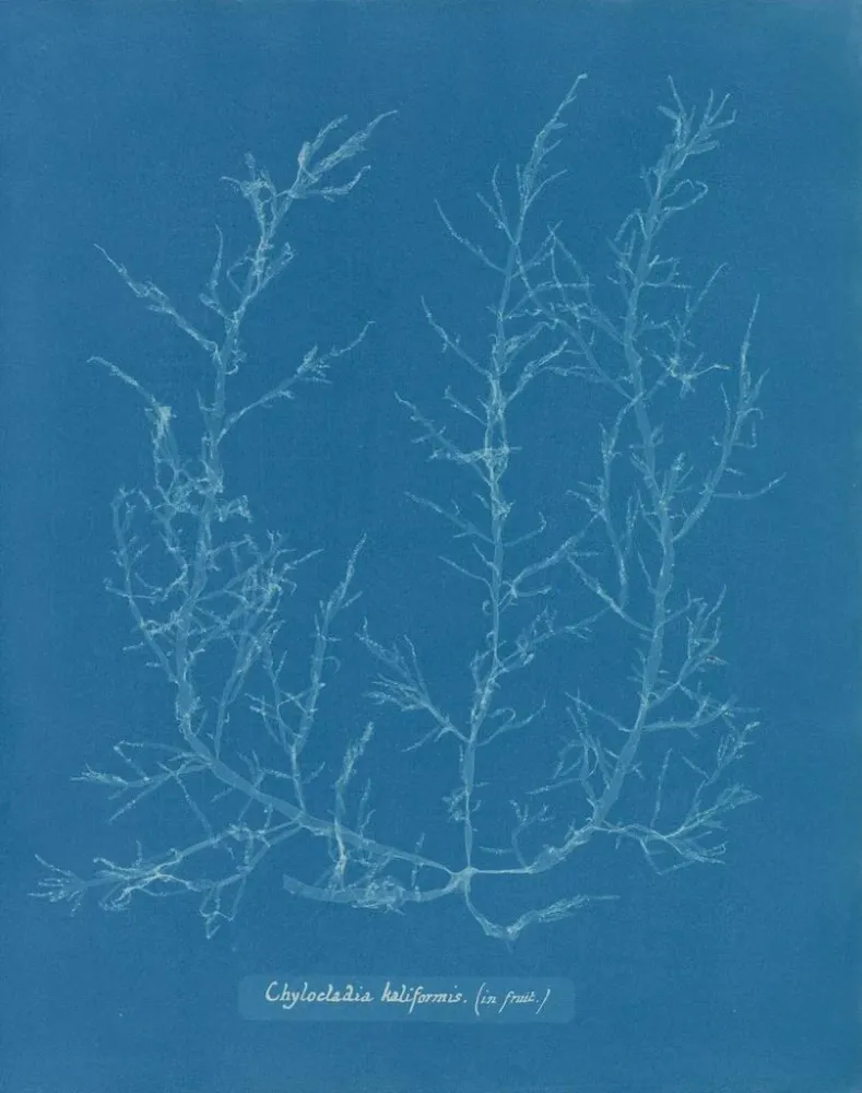 Maalaus Chylocladia kaliformis dans les fruits - Anna Atkins | Taidetuloste