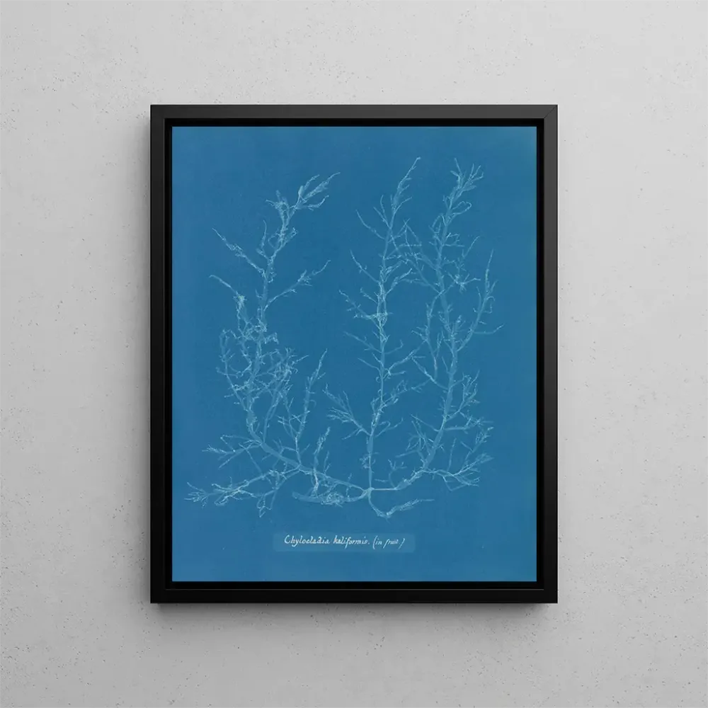 Maalaus Chylocladia kaliformis dans les fruits - Anna Atkins | Taidetuloste