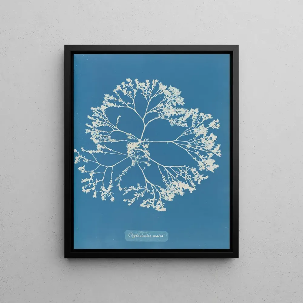 Maalaus Chylocladia ovalis - Anna Atkins | Taidetuloste