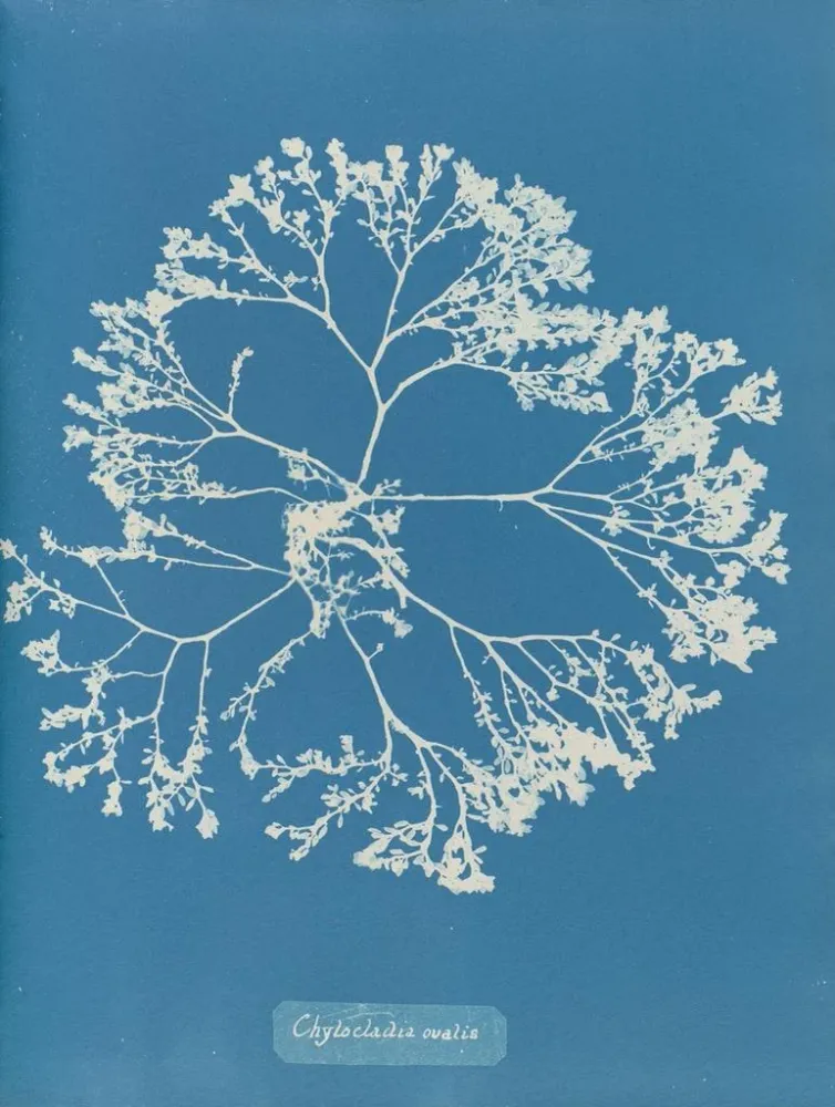 Maalaus Chylocladia ovalis - Anna Atkins | Taidetuloste