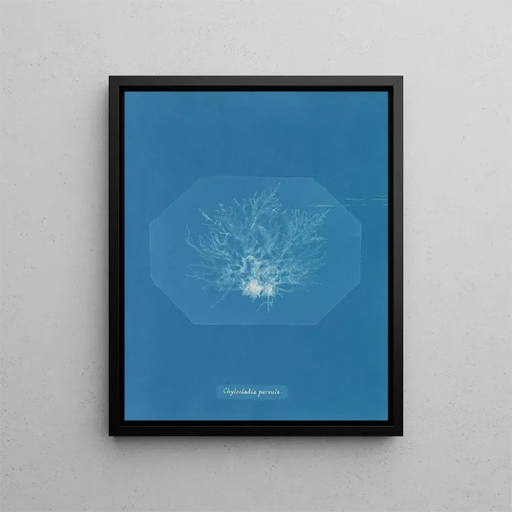 Maalaus Chylocladia petite - Anna Atkins | Taidetuloste