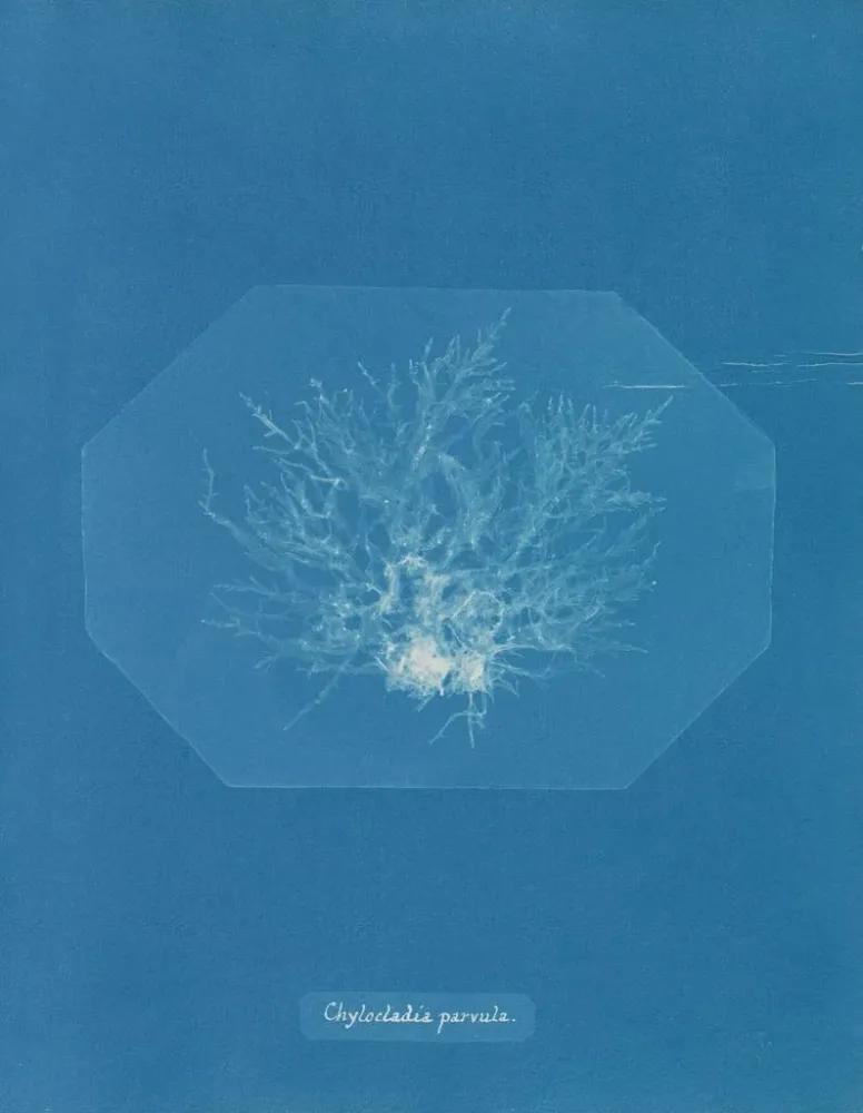 Maalaus Chylocladia petite - Anna Atkins | Taidetuloste