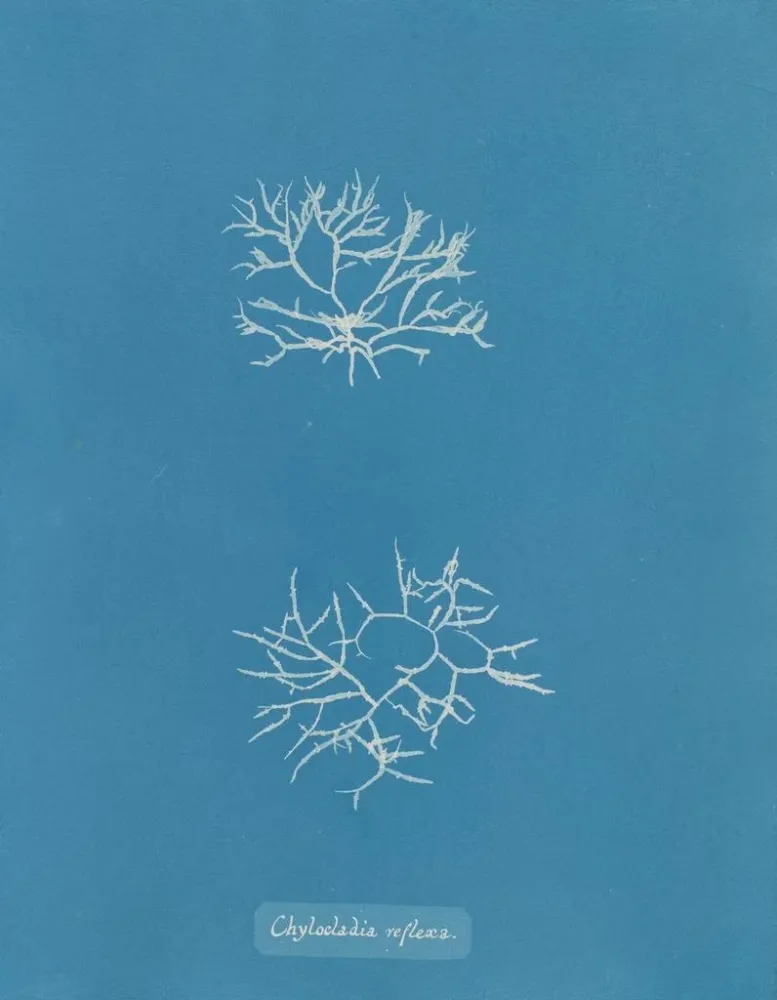 Maalaus Chylocladia reflexa - Anna Atkins | Taidetuloste