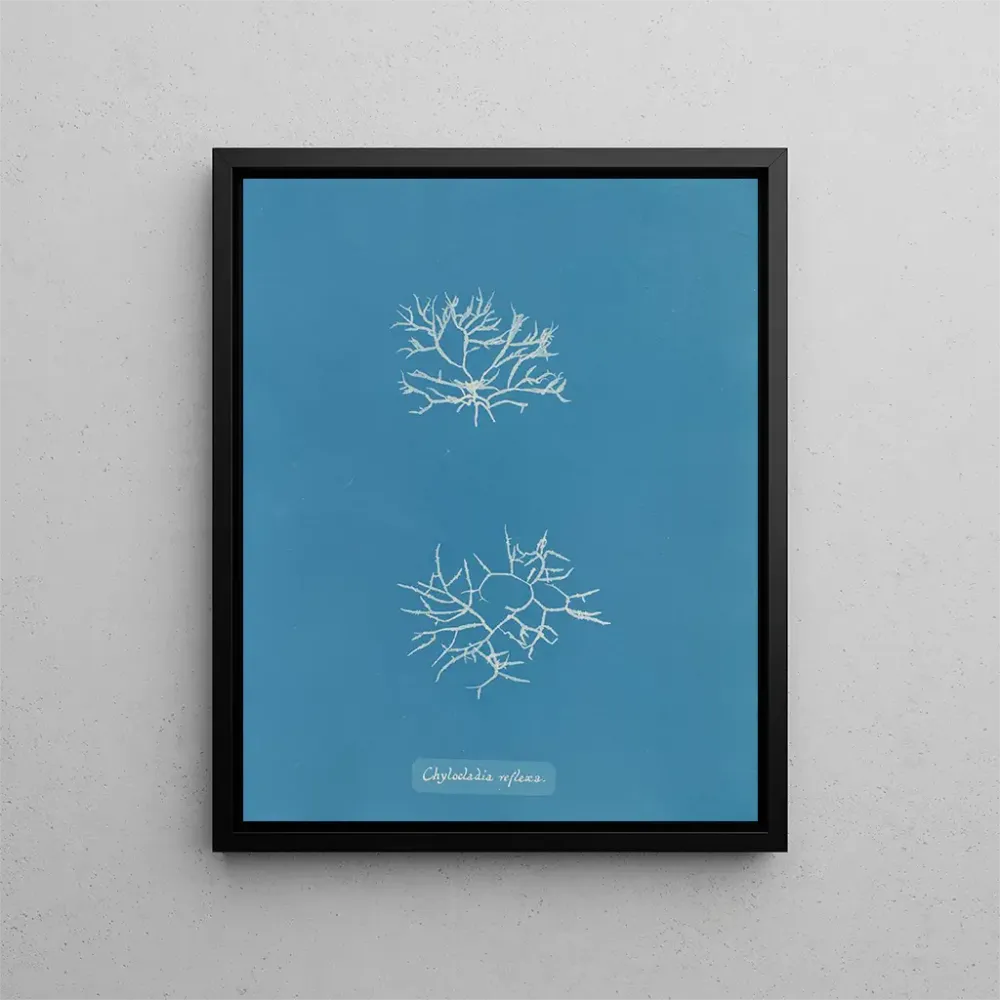 Maalaus Chylocladia reflexa - Anna Atkins | Taidetuloste