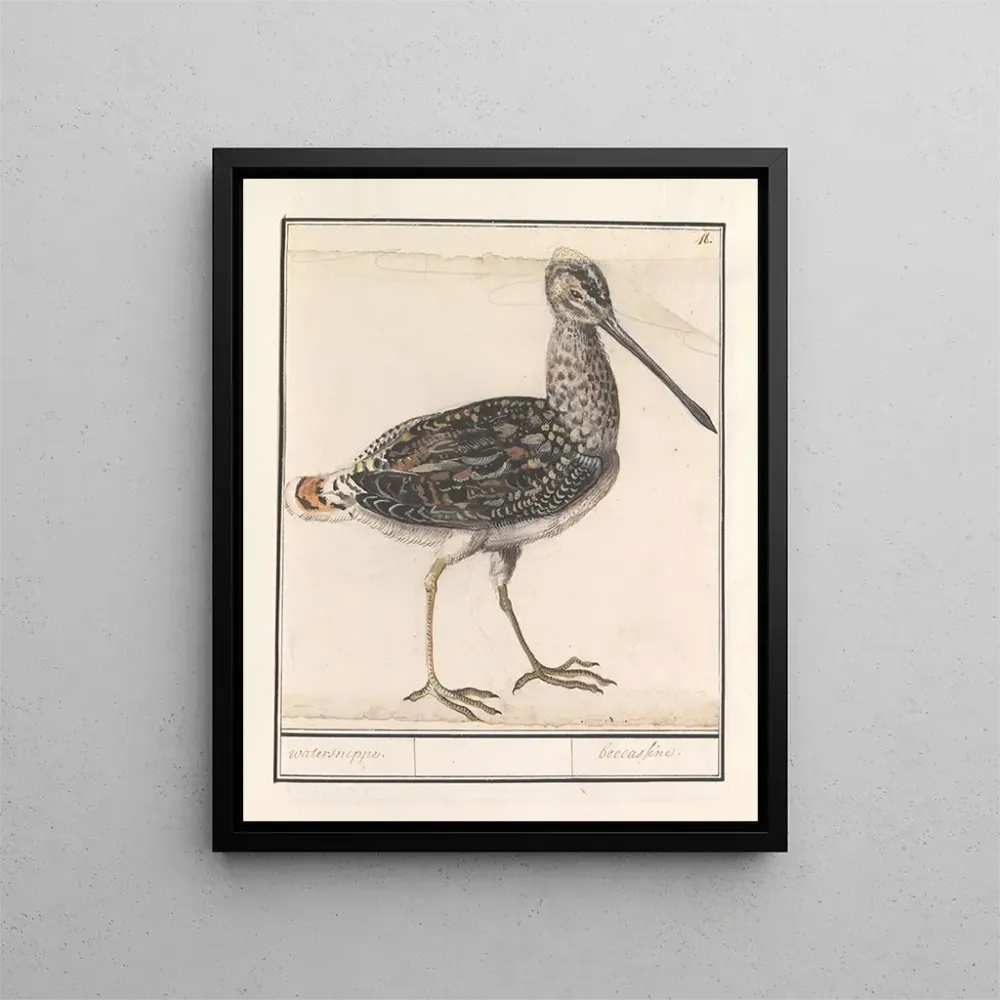 Maalaus Ciboulette d'eau Gallinago gallinago - Anselmus Botius de Boodt | Taidetuloste