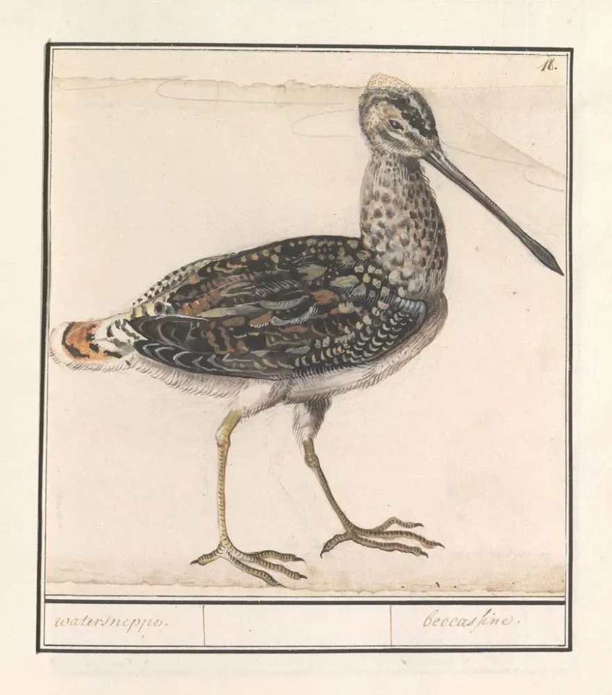 Maalaus Ciboulette d'eau Gallinago gallinago - Anselmus Botius de Boodt | Taidetuloste