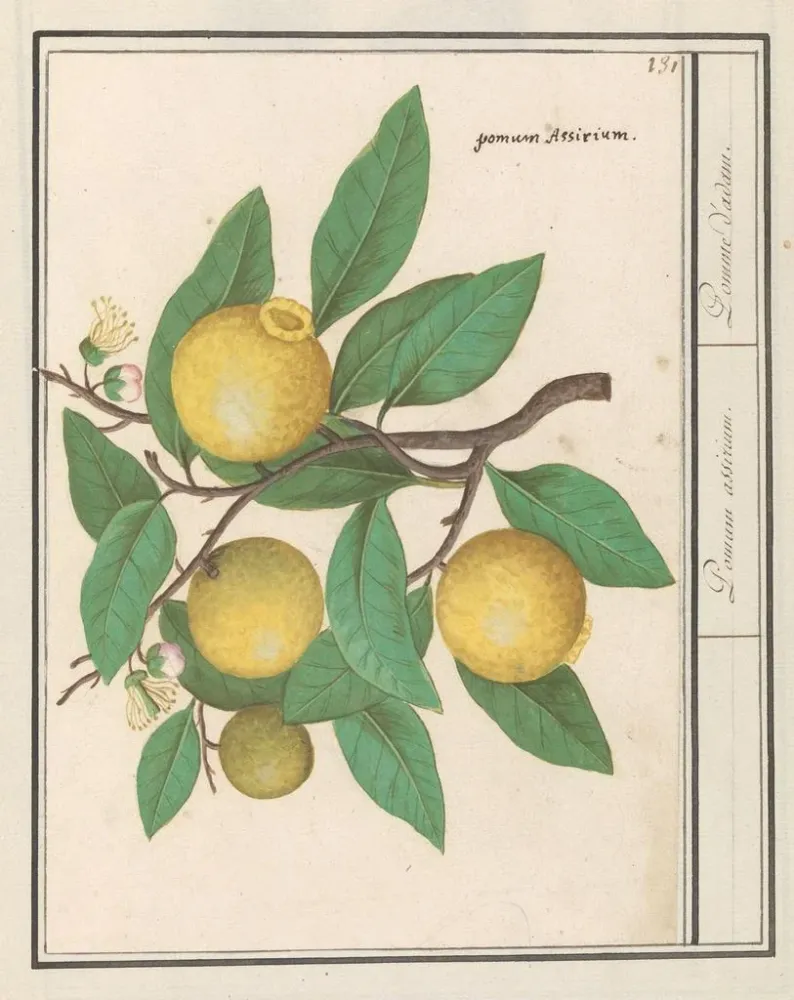 Maalaus Citroën Citrus limon - Anselmus Botius de Boodt | Taidetuloste