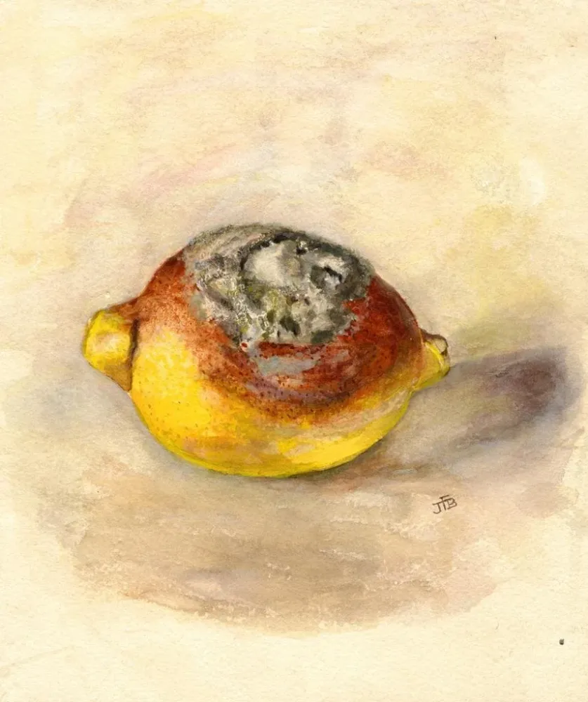 Maalaus Citrus limon - Anonyymi | Taidetuloste