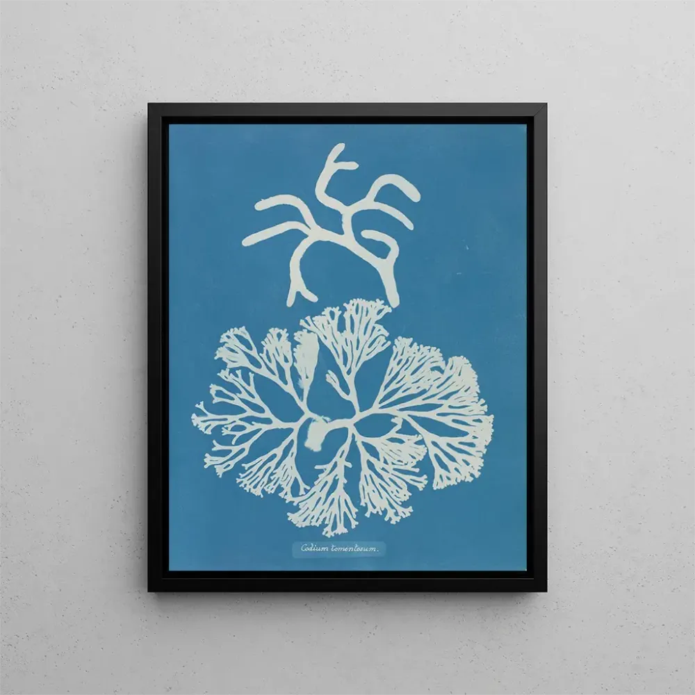 Maalaus Codium tomentosum - Anna Atkins | Taidetuloste