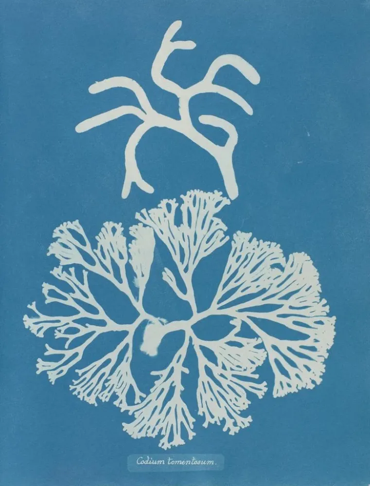 Maalaus Codium tomentosum - Anna Atkins | Taidetuloste