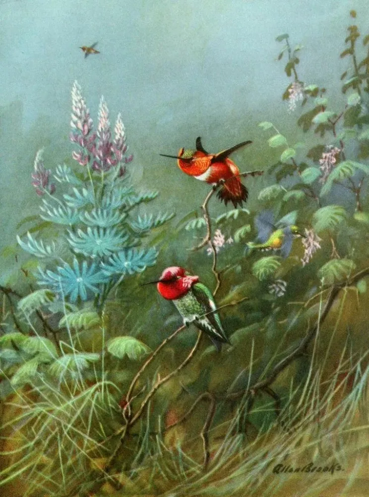 Maalaus Colibris roux et Annas - Allan Brooks | Taidetuloste