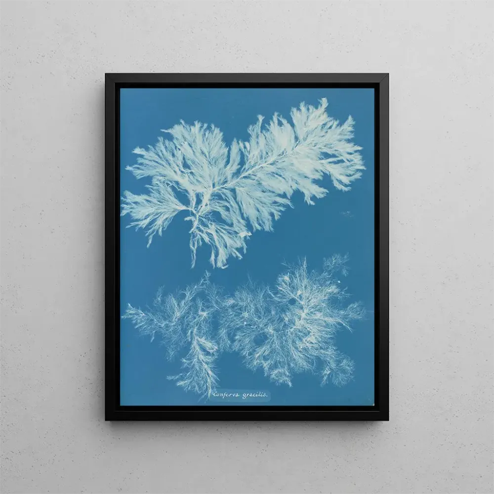 Maalaus Comparer mince - Anna Atkins | Taidetuloste