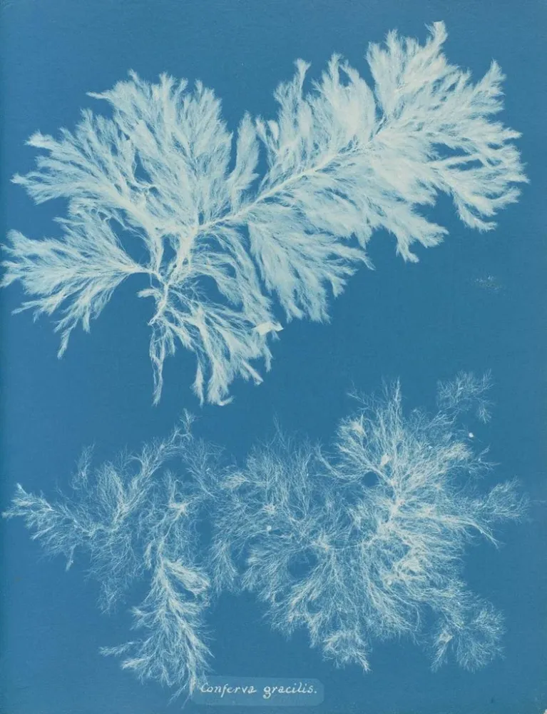 Maalaus Comparer mince - Anna Atkins | Taidetuloste