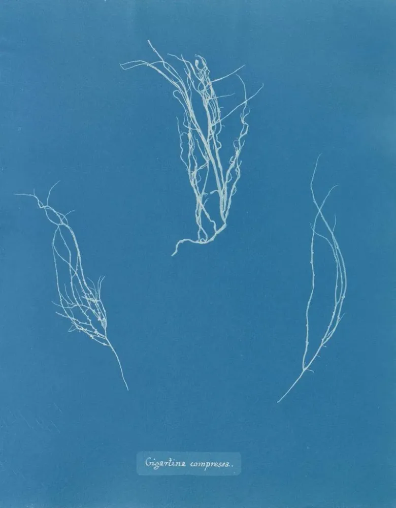 Maalaus Comprimé Gigartina - Anna Atkins