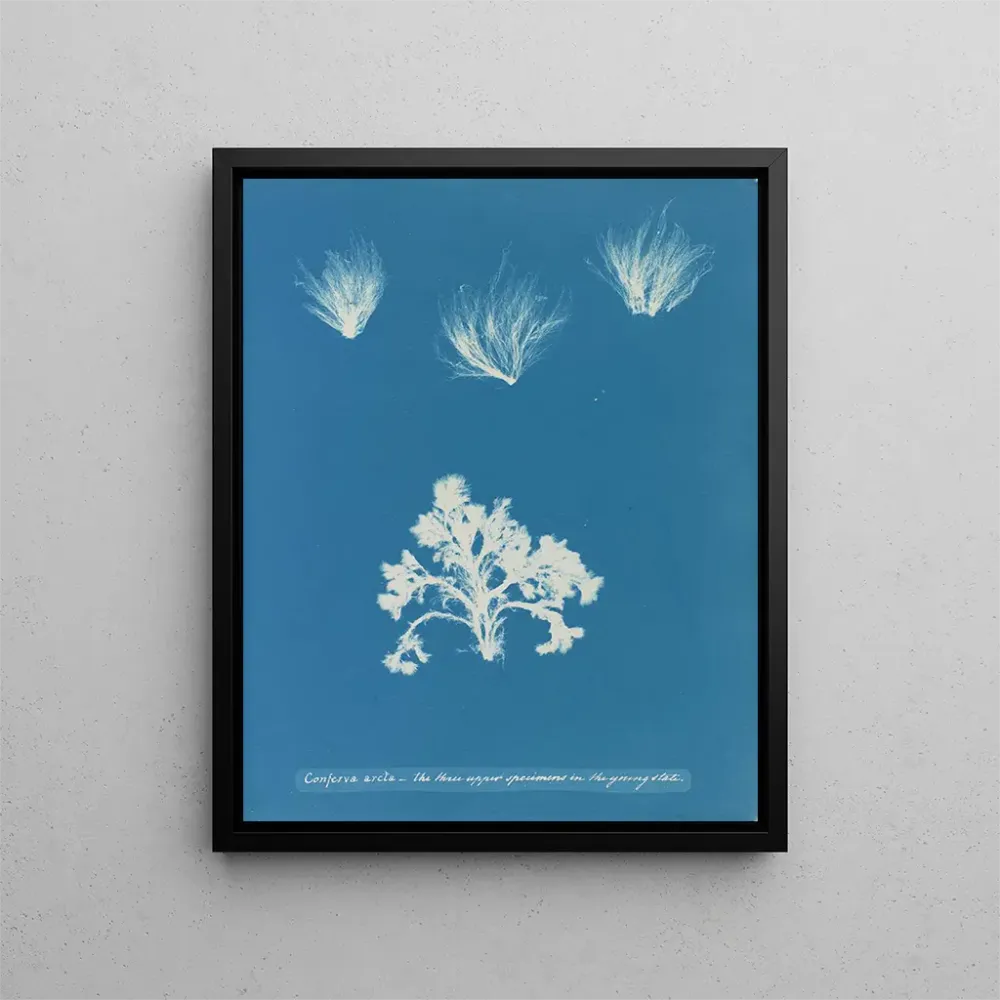 Maalaus Conferva arcta les trois spécimens supérieurs à l'état jeune - Anna Atkins | Taidetuloste