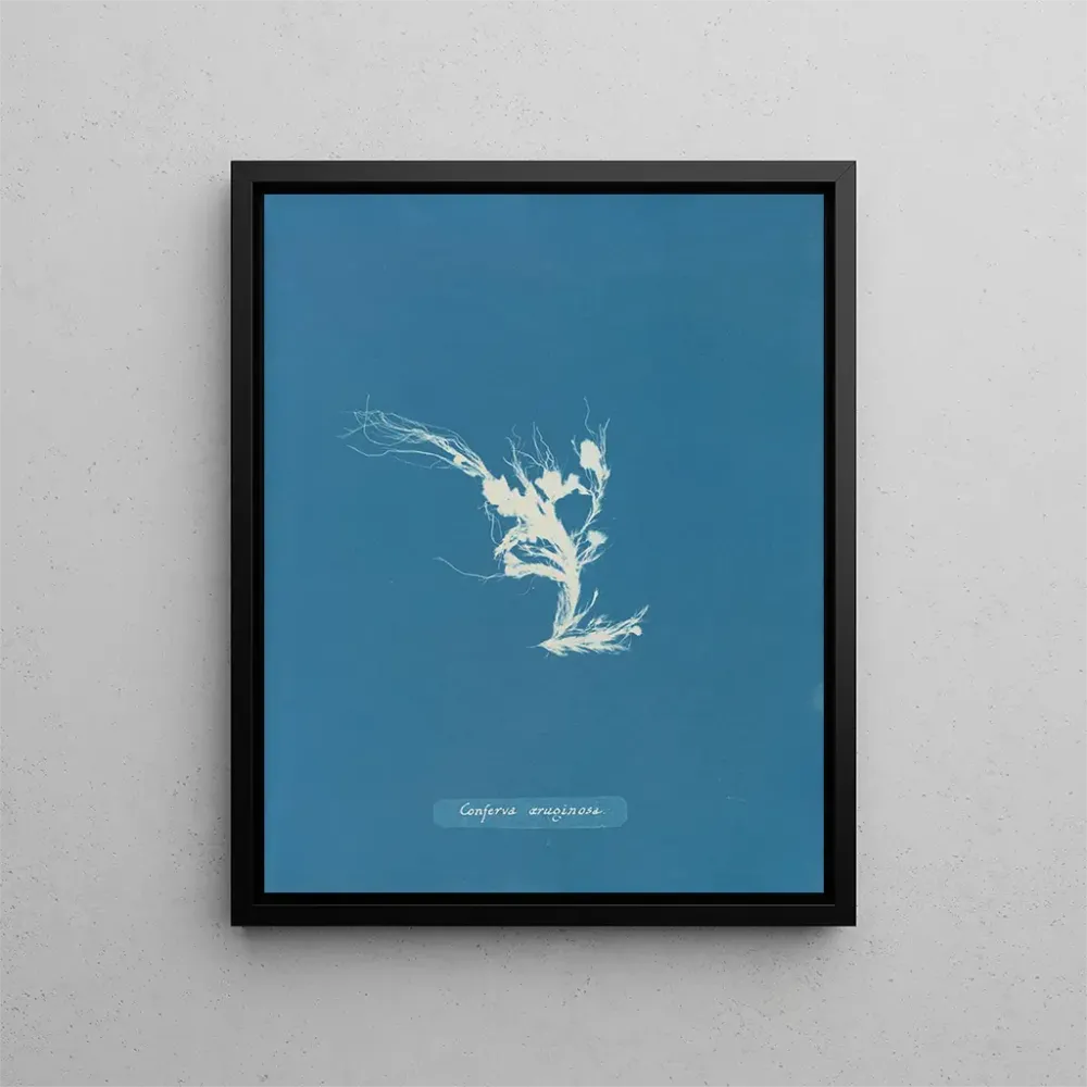 Maalaus Conferva rouillé - Anna Atkins | Taidetuloste