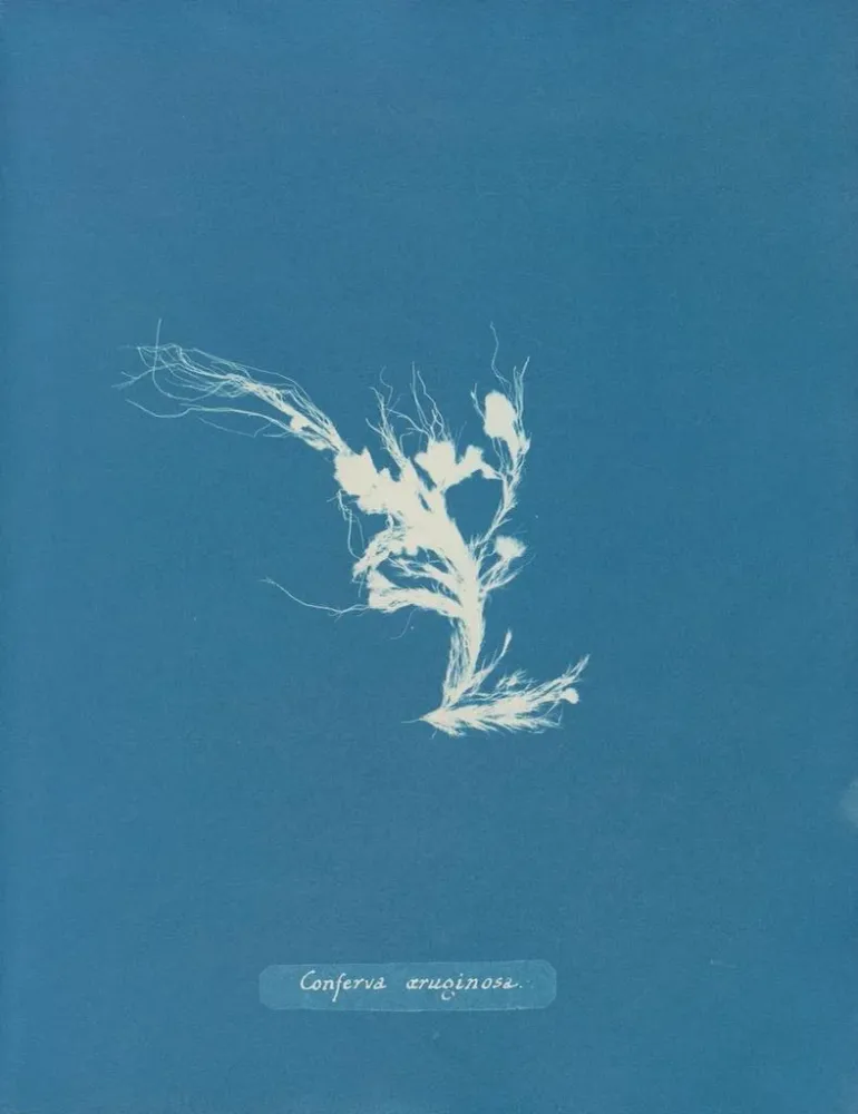 Maalaus Conferva rouillé - Anna Atkins | Taidetuloste