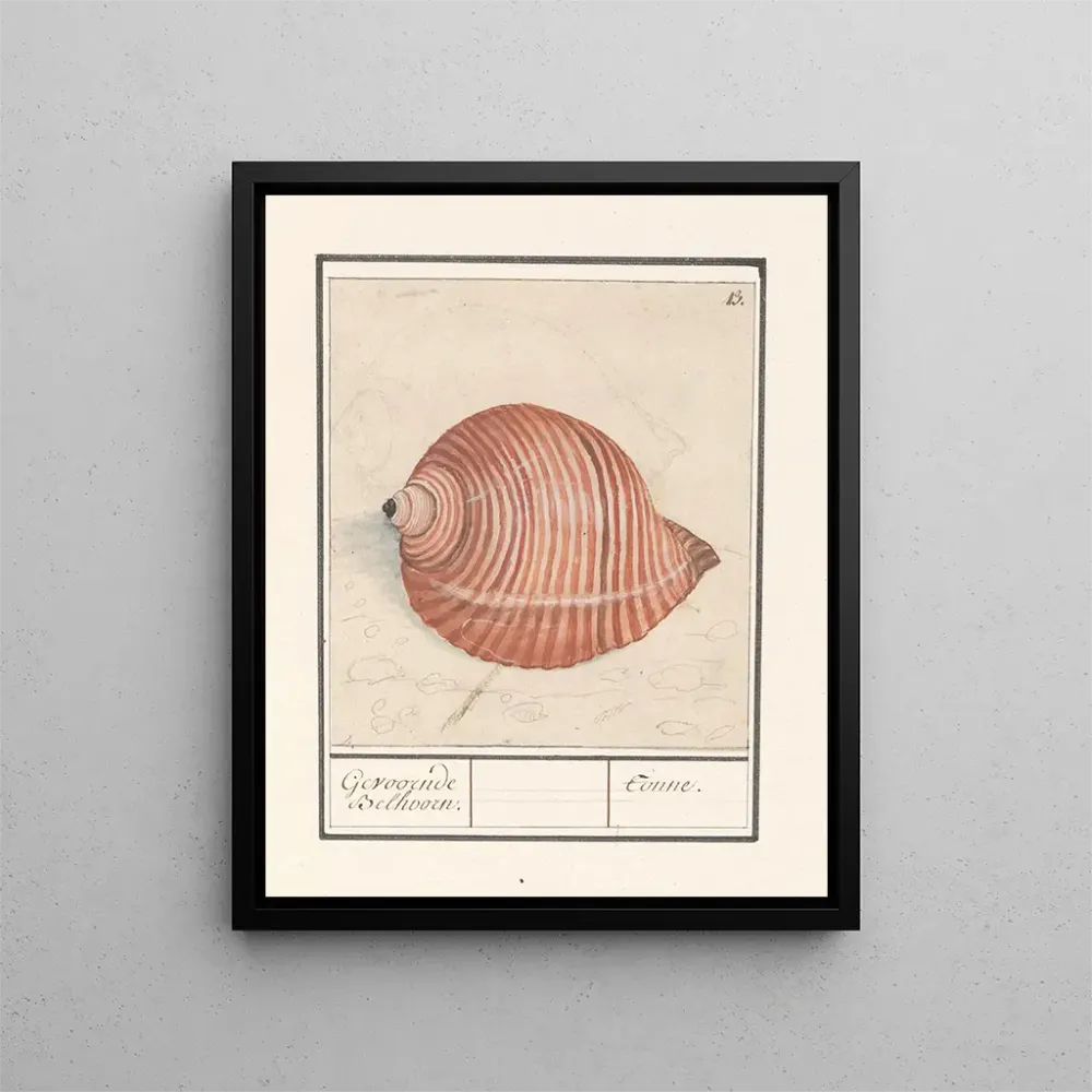 Maalaus Coquille d'un escargot de mer Gevoornde Belhoorn Tonne - Anselmus Botius de Boodt | Taidetuloste