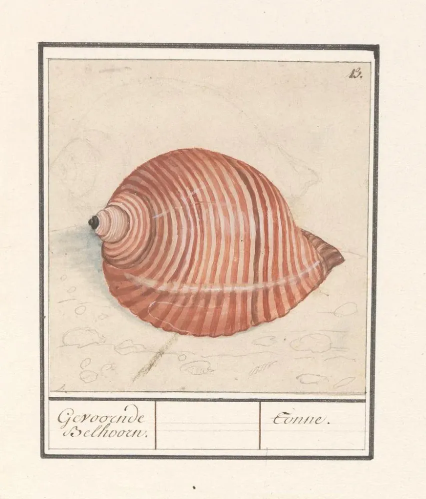 Maalaus Coquille d'un escargot de mer Gevoornde Belhoorn Tonne - Anselmus Botius de Boodt | Taidetuloste