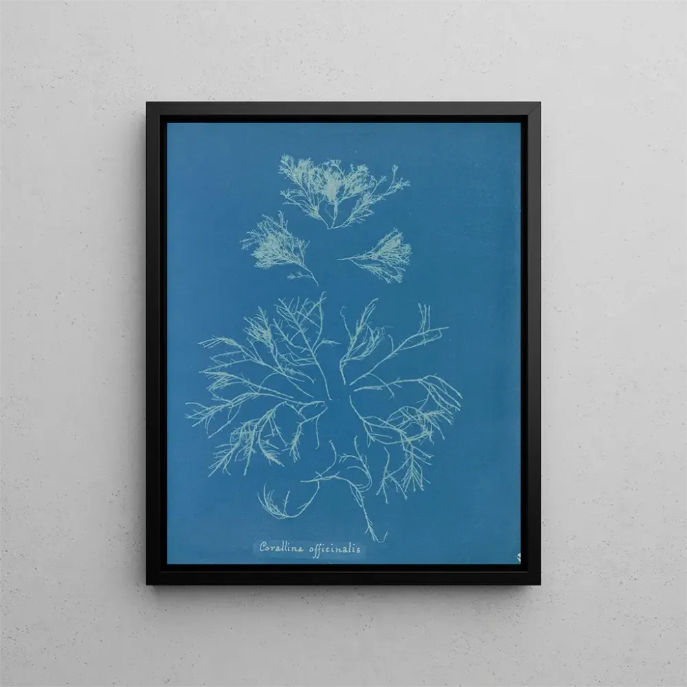 Maalaus Corallina officinalis - Anna Atkins | Taidetuloste