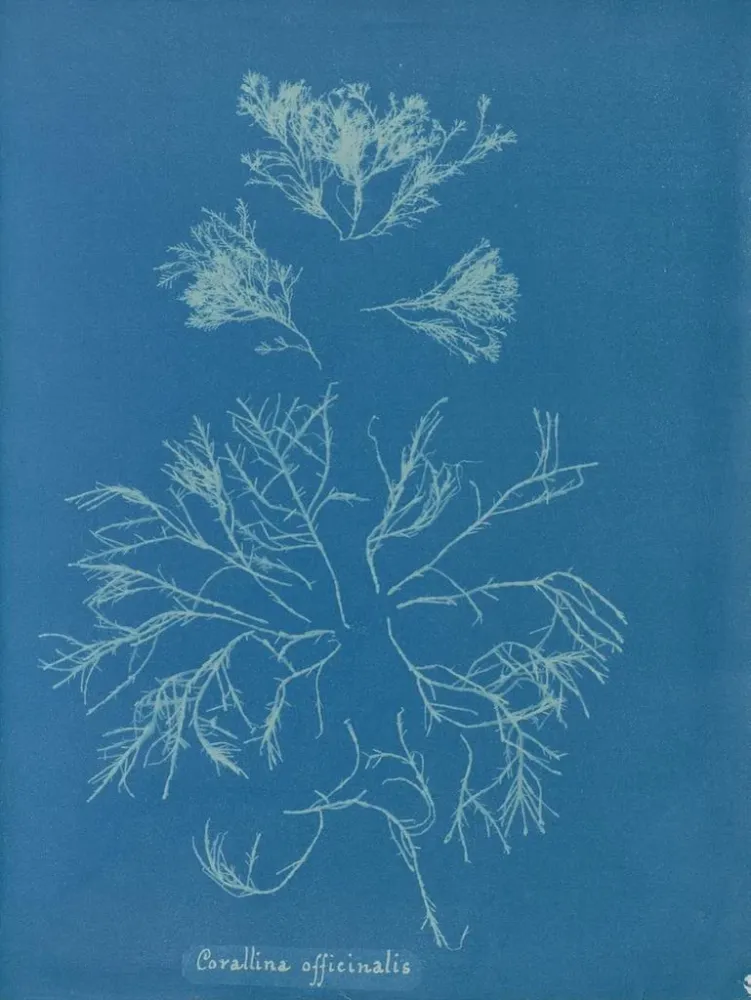 Maalaus Corallina officinalis - Anna Atkins | Taidetuloste