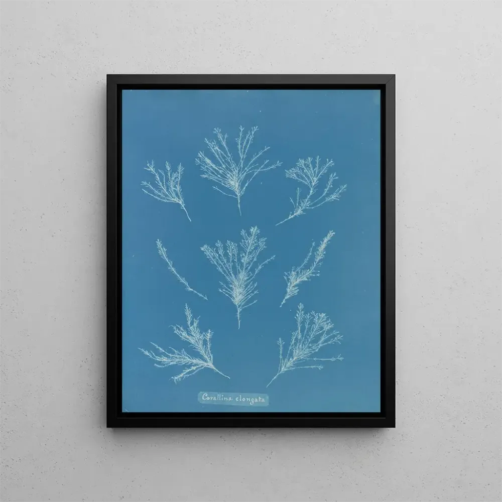Maalaus Coralline allongée - Anna Atkins | Taidetuloste