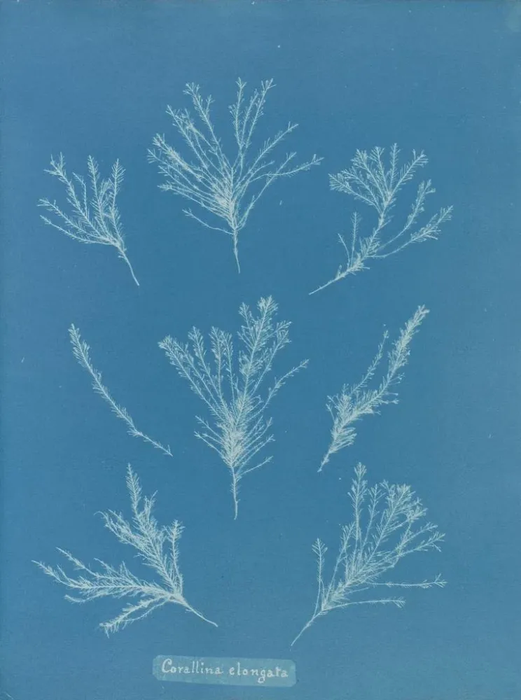 Maalaus Coralline allongée - Anna Atkins | Taidetuloste