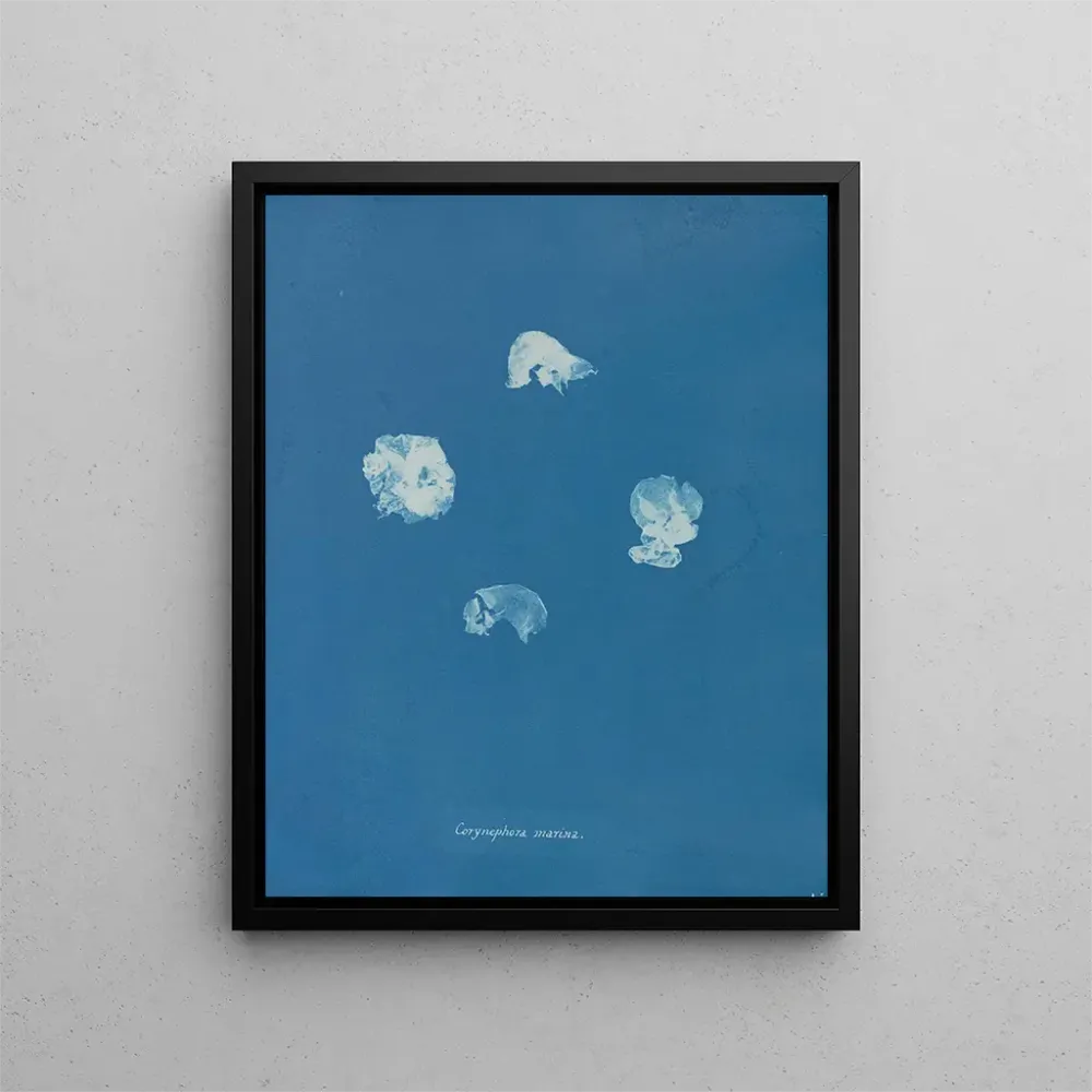Maalaus Corynephora marina - Anna Atkins | Taidetuloste