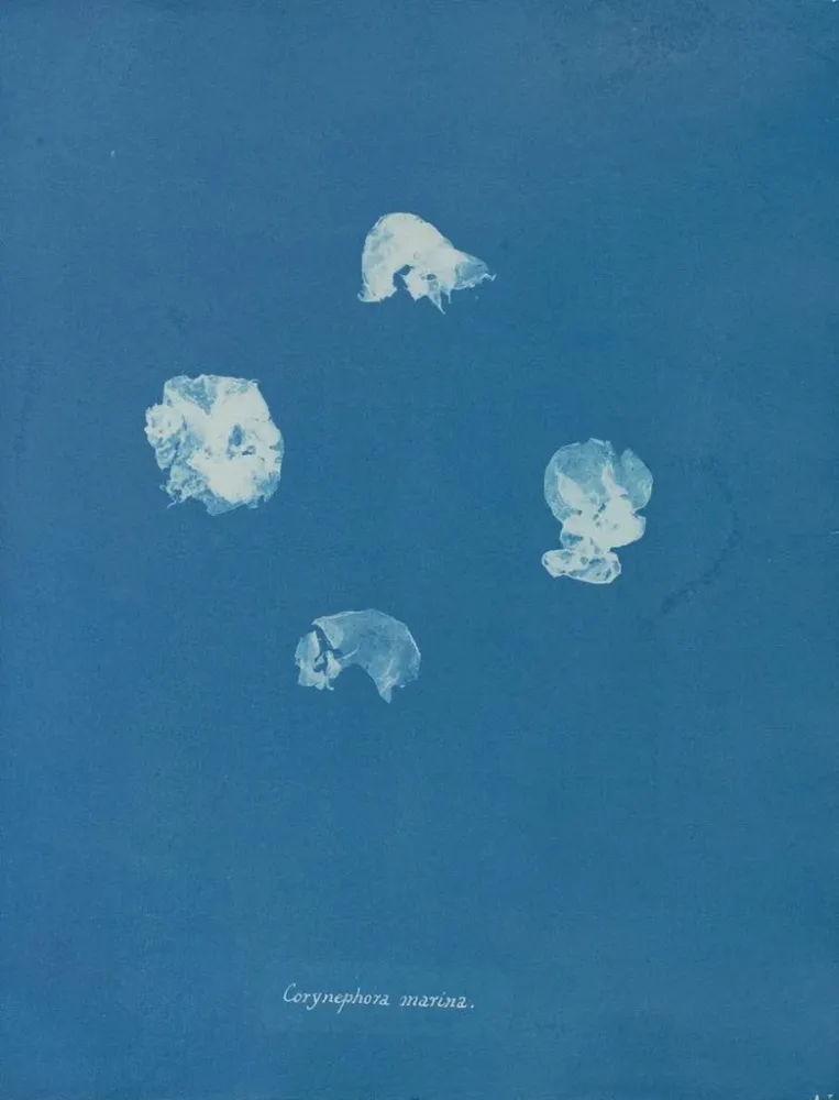 Maalaus Corynephora marina - Anna Atkins | Taidetuloste