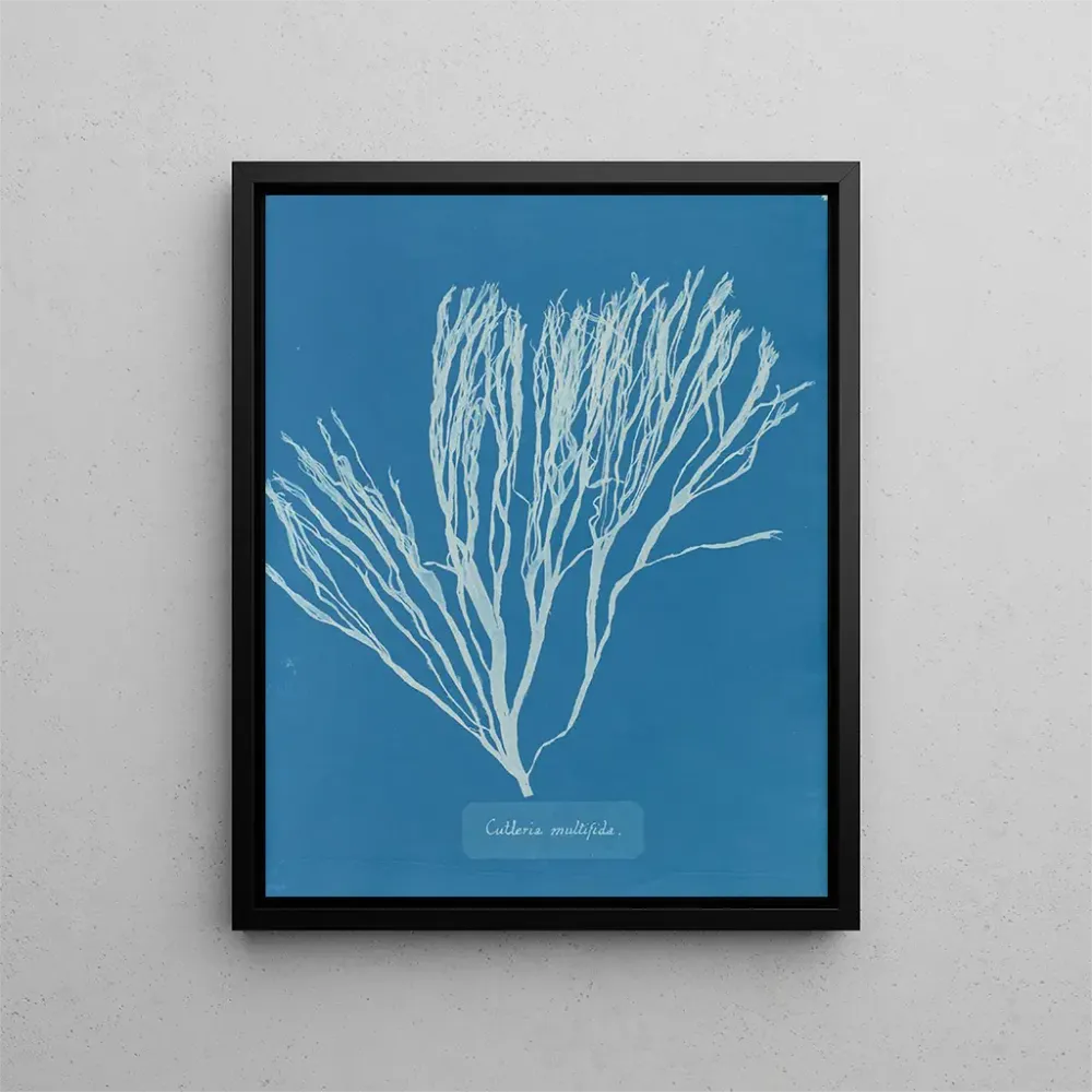 Maalaus Couverts multifida - Anna Atkins | Taidetuloste