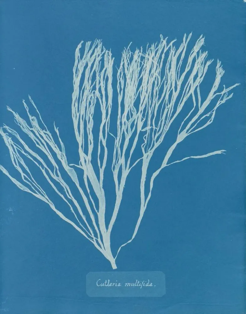 Maalaus Couverts multifida - Anna Atkins | Taidetuloste