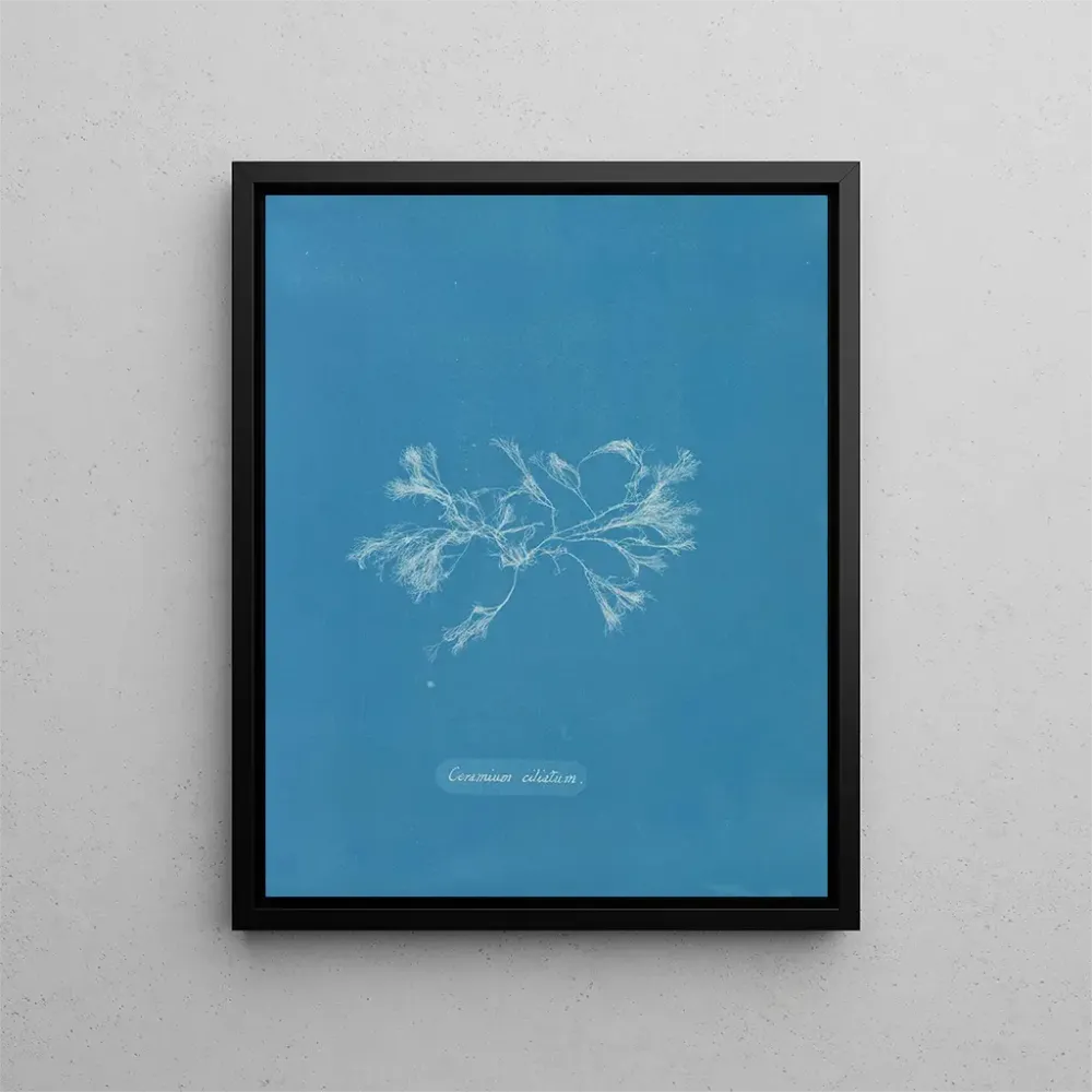 Maalaus Céramique ciliée - Anna Atkins | Taidetuloste