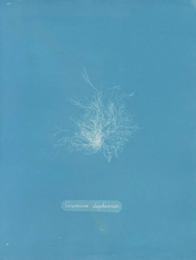 Maalaus Céramique transparente - Anna Atkins | Taidetuloste