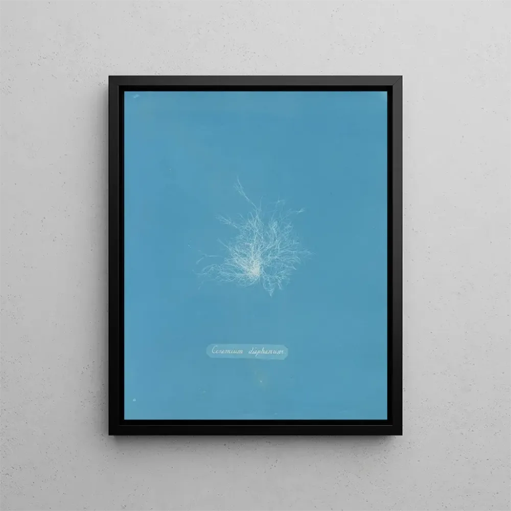 Maalaus Céramique transparente - Anna Atkins | Taidetuloste