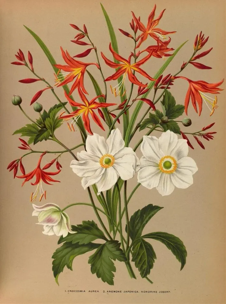 Maalaus Crocosmia aurea 2 émone japonica Honorine Jobert - Arentina Hendrica Arendsen | Taidetuloste