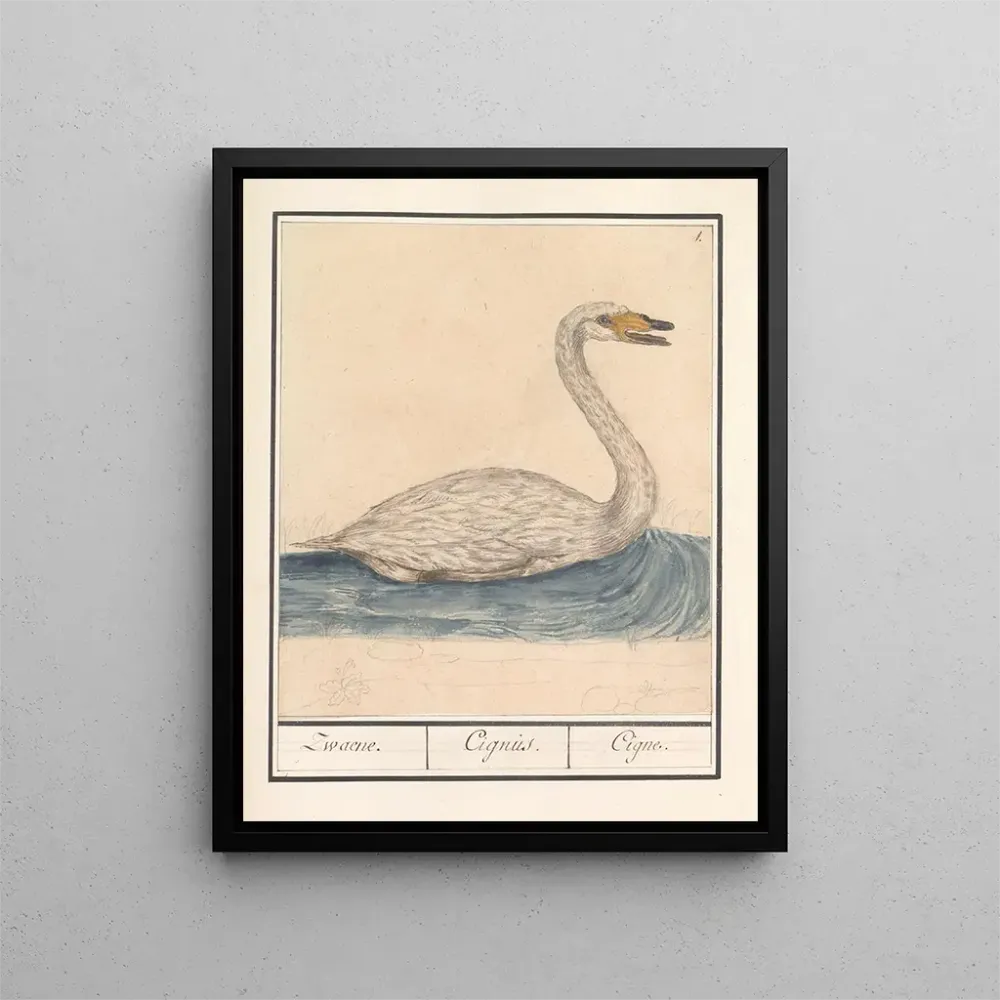 Maalaus Cygne chanteur Cygnus cygnus Zwaene Cignus Cigne - Anselmus Botius de Boodt | Taidetuloste