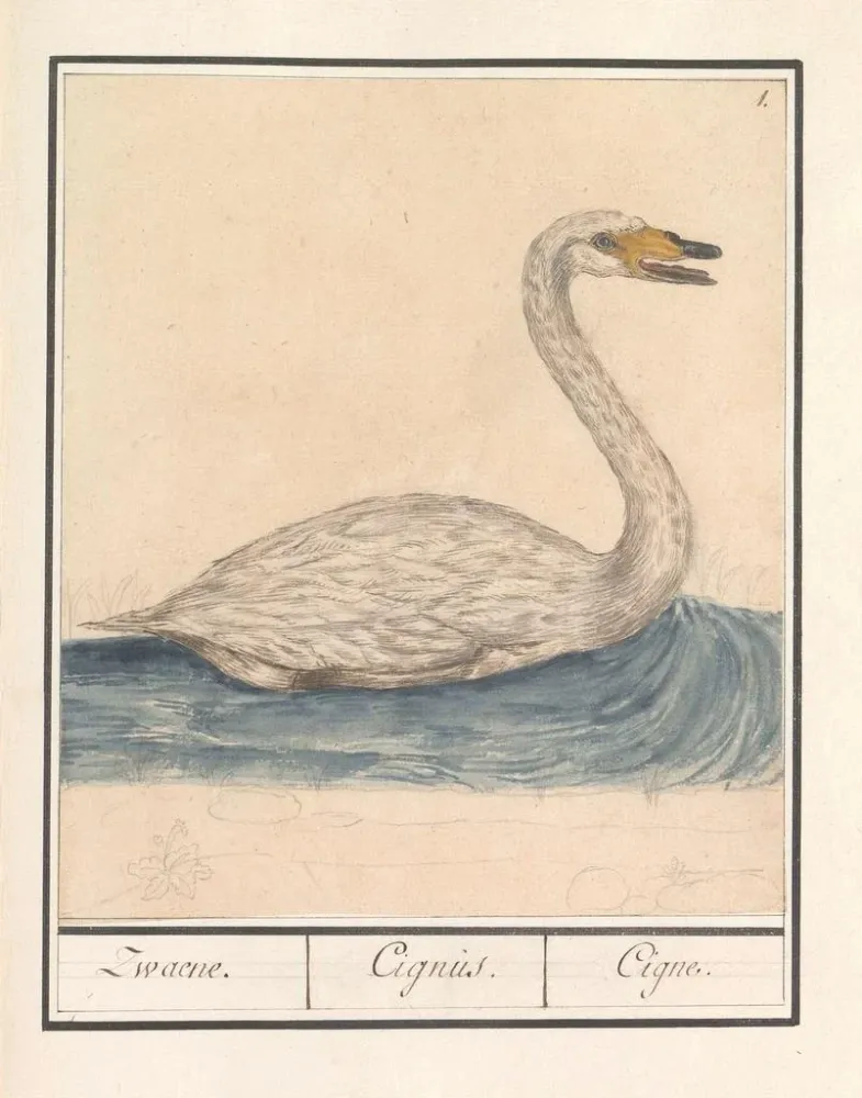 Maalaus Cygne chanteur Cygnus cygnus Zwaene Cignus Cigne - Anselmus Botius de Boodt | Taidetuloste