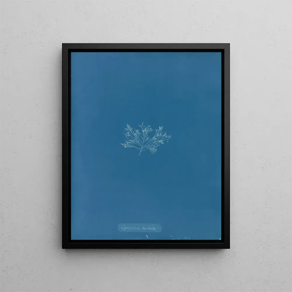 Maalaus Cystoseira barbata - Anna Atkins | Taidetuloste