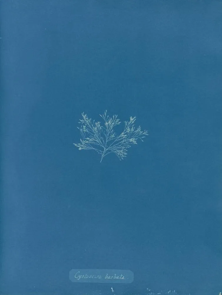 Maalaus Cystoseira barbata - Anna Atkins | Taidetuloste