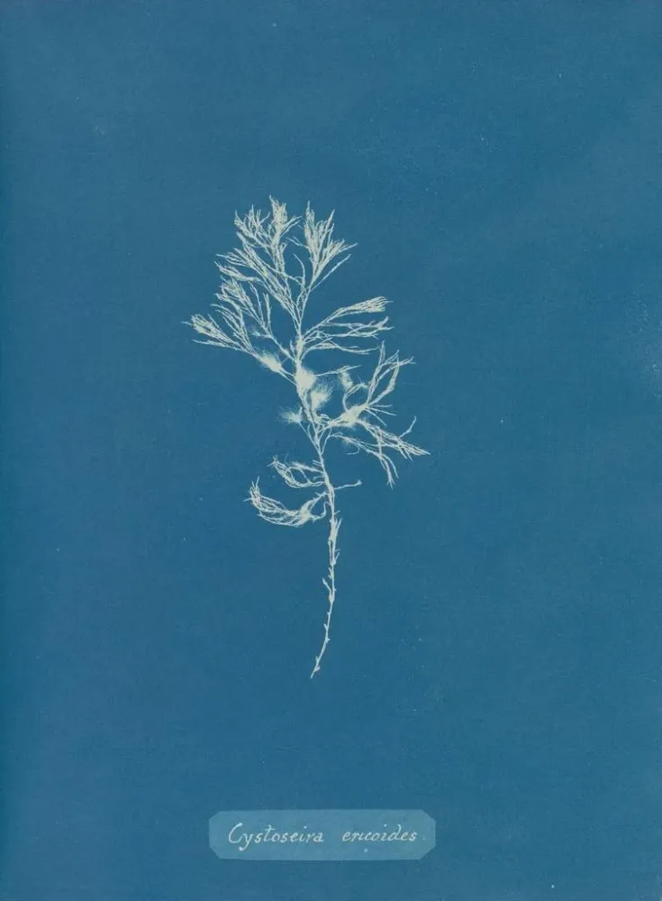 Maalaus Cystoseira ericoides - Anna Atkins | Taidetuloste