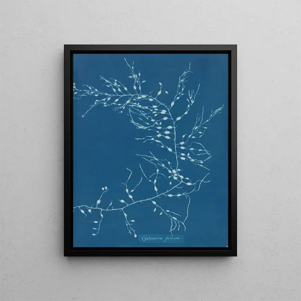 Maalaus Cystoseira fibrosa - Anna Atkins | Taidetuloste