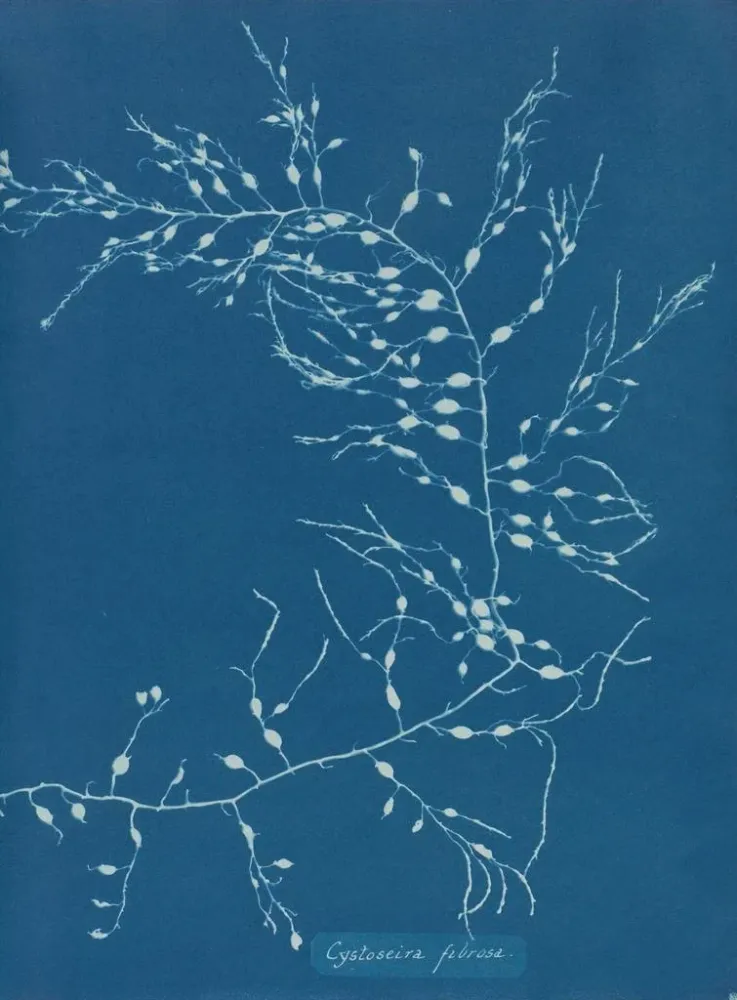 Maalaus Cystoseira fibrosa - Anna Atkins | Taidetuloste