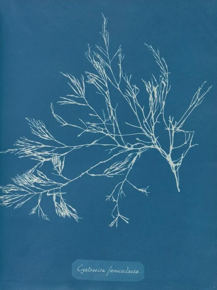 Maalaus Cystoseira foeniculacea - Anna Atkins | Taidetuloste