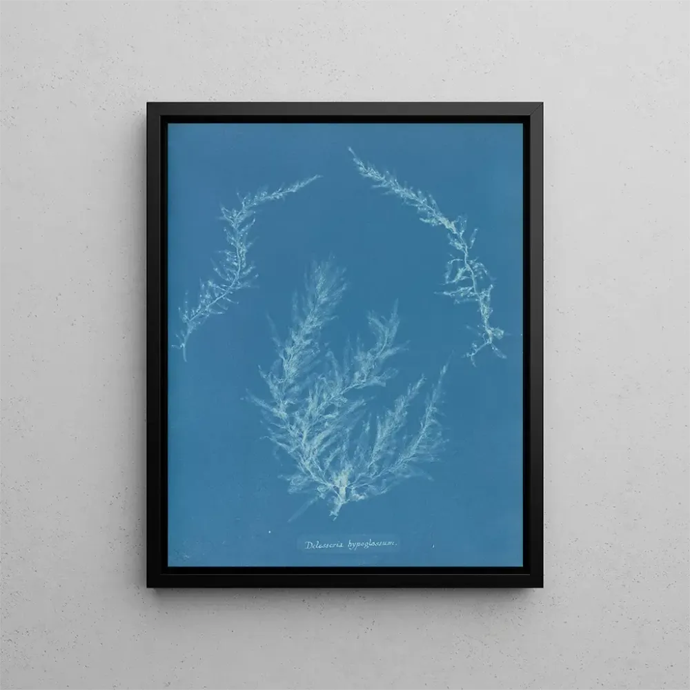 Maalaus Delesseria hypoglossum - Anna Atkins | Taidetuloste
