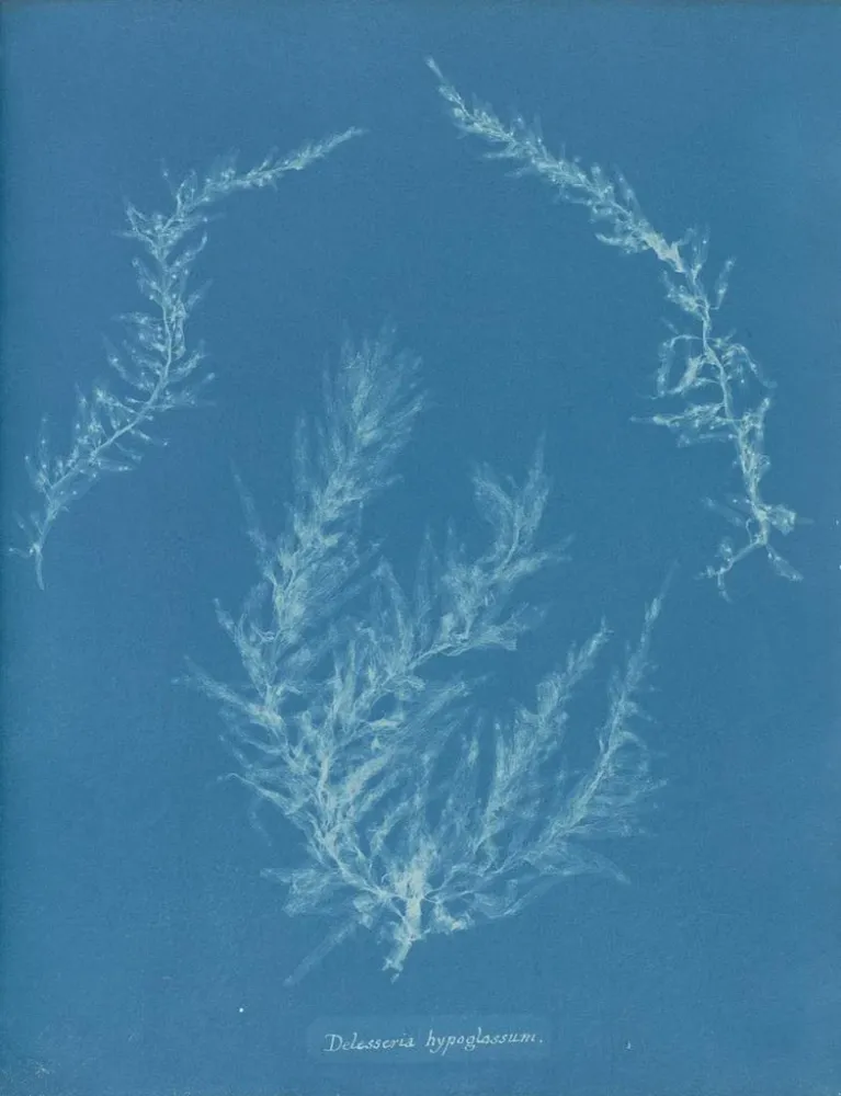 Maalaus Delesseria hypoglossum - Anna Atkins | Taidetuloste