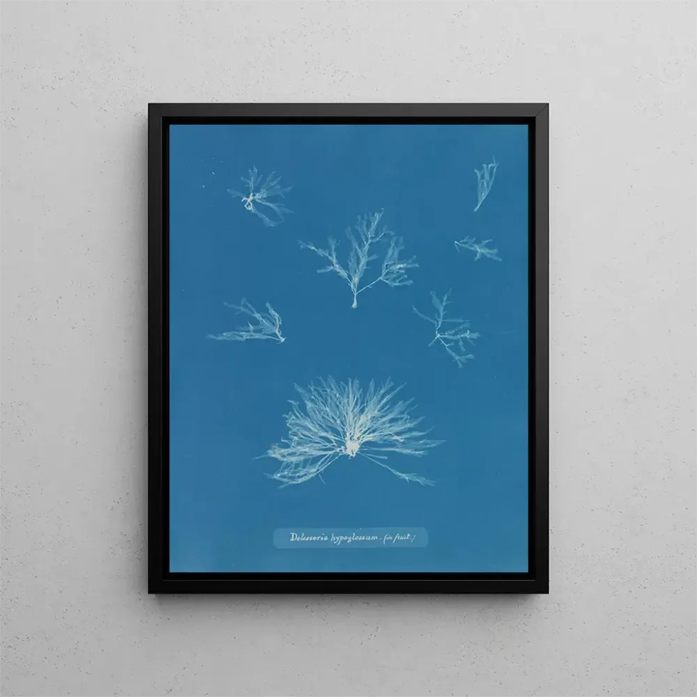 Maalaus Delesseria hypoglossum dans les fruits - Anna Atkins | Taidetuloste
