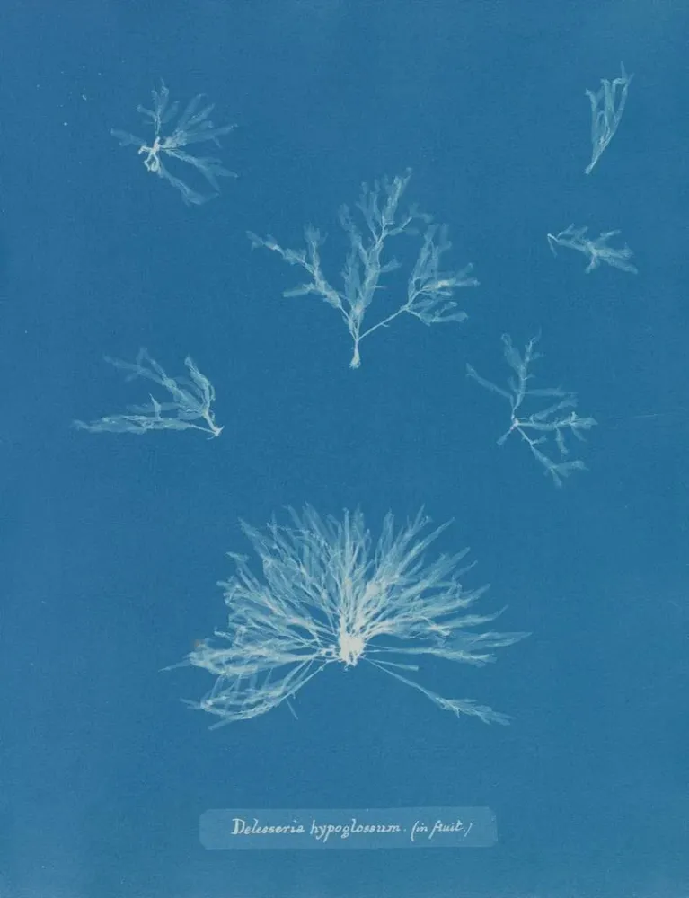 Maalaus Delesseria hypoglossum dans les fruits - Anna Atkins | Taidetuloste